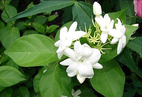 SDC-Jasmine
